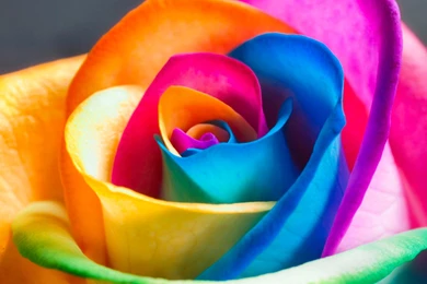 FLOWER [20] Rose Multicolor Sample [13december2012thursday ...