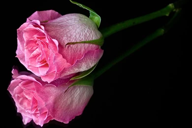 Pink Flower Black Backgrounds