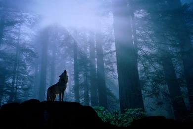 Background, Wallpapers, Black, Wolf, Related (