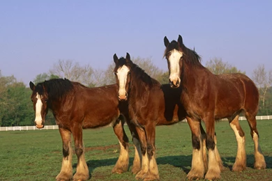 Pictures Of Clydesdale Horses   Wallpapers HD Wide