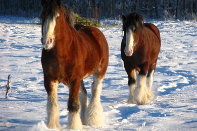 Clydesdale Geldings 5 By Okbrightstar stock On DeviantArt