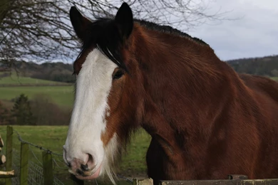 Clydesdale Foal Running