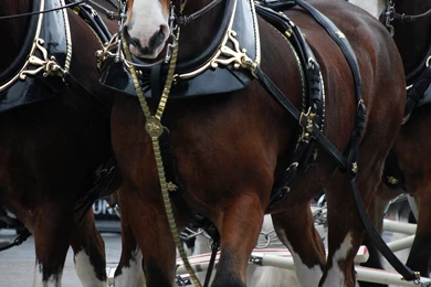 Clydesdales Budweiser HD Wallpapers