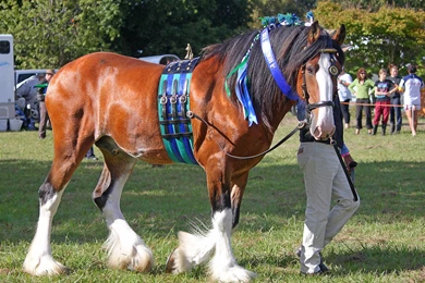 RePin Image: Galloping Clydesdale Horse On Pinterest