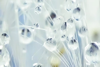 The Most Beautiful Water Droplets iPhone 6 Plus Wallpapers