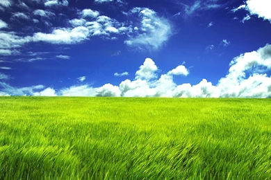 Green Grassland Cool Wallpapers For Desktop Backgrounds ...