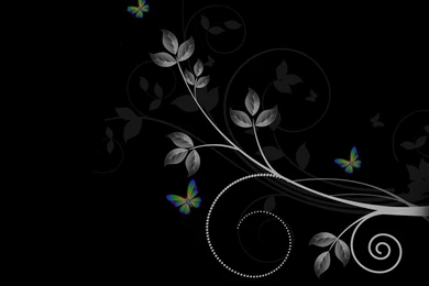 1388) Black Butterfly Photo Wallpapers   WalOps.com