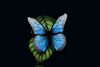 Blue Butterfly Black Backgrounds Android Wallpapers Free Download