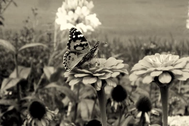 40+ Black And White Wallpapers   Technosamrat