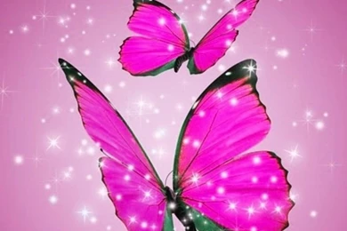 Pink And Black Butterfly Wallpapers