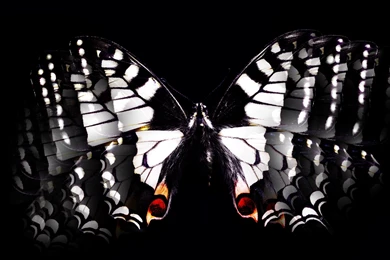 Black White Butterfly Wallpapers HD Free 242982   PetPictures