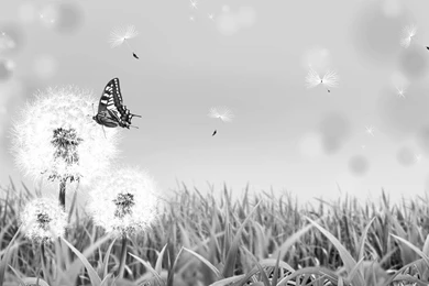 Dreamy & Fantasy Black And White Butterfly Nature Wallpaper. Black ...