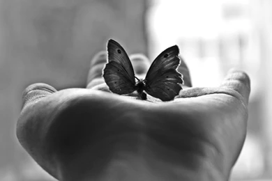 Butterfly Mood Hand Black White Window Light Wallpapers