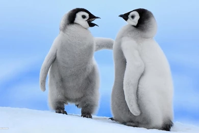 Penguin Wallpapers 2/7