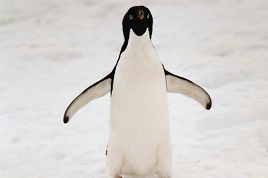 Free Penguin Wallpapers Animals Town