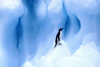 Penguin Wallpapers