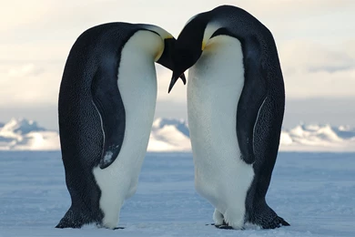 Penguine HD Wallpapers