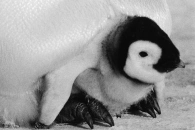 Penguin Wallpapers And Backgrounds   Animals Town