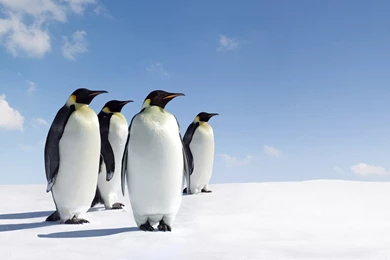 Penguin Wallpapers Hd Q3E