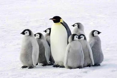 Penguin Wallpapers Free   Android Apps On Google Play
