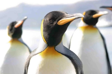 Penguin Wallpapers Free   Android Apps On Google Play