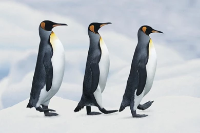 Penguin Wallpapers » WallDevil Best Free HD Desktop And Mobile ...