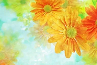 Beautiful Flowers Backgrounds   Wallpapers Cave