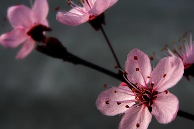 1366x768 Grey, Pink, Flowers Wallpapers And Pictures 29570