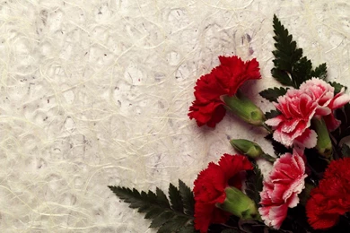 Beautiful Flowers Hd Wallpapers Flower Wallpaper Backgrounds