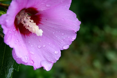 Pink Flower Backgrounds Wallpapers Hd Beautiful Flower Backgrounds ...