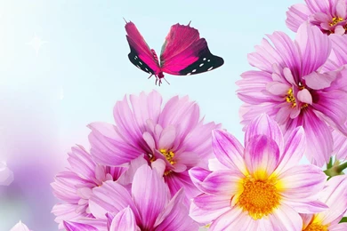 Beautiful Flower Backgrounds   HD Wallpapers