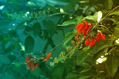 Beautiful, Flower, Background, Powerpoint, Red (