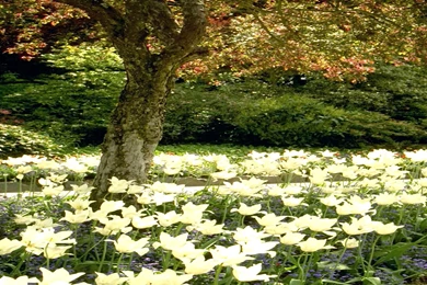 Wallpaper: Wallpapers And Themes