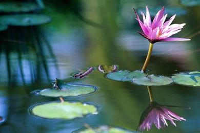 Lotus Theme Photography Wallpapers 6 － Flower Wallpapers   Free ...