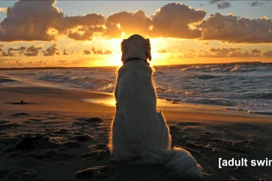 Adult Swim Bump   Carelessly Lazy   YouTube