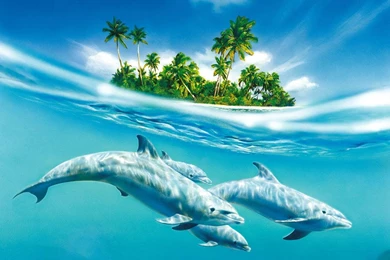 Dolphin Live Wallpapers   Android Apps On Google Play