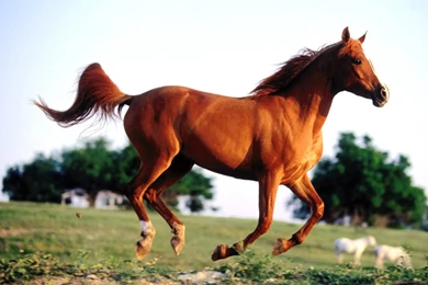 Red Horse HD Wallpapers & Pictures