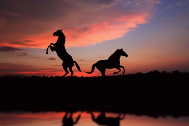 Horse Wallpapers And Backgrounds 16205   HD Wallpapers Site