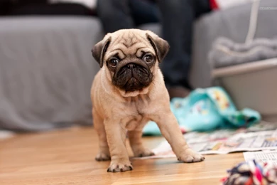 Cute Pug Puppies Wallpaper Images
