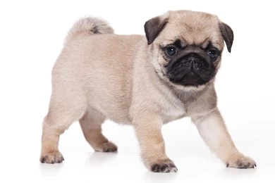 Cute Pug Puppies Wallpaper Images