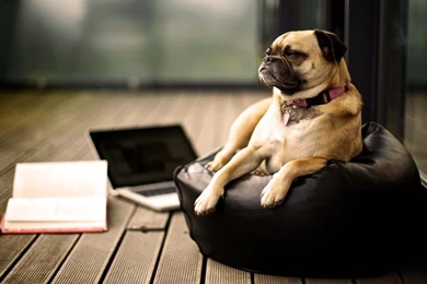 Funny Pug Wallpapers Wallpapers Cave