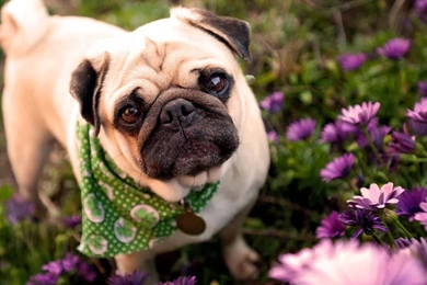 Cute Pug Wallpapers Wallpapers Cave