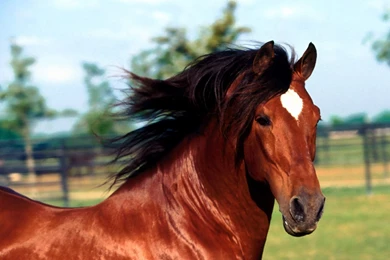 Wallpapers Red Horse 1600x1200