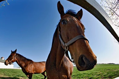 Two Animal Red Horse In Gardan HD Photo Download
