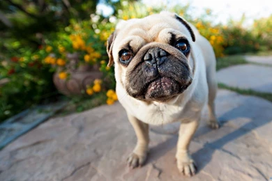 Funny Pug Wallpapers Wallpapers Cave
