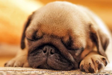 Cute Pug Puppy Sleeping   YouTube