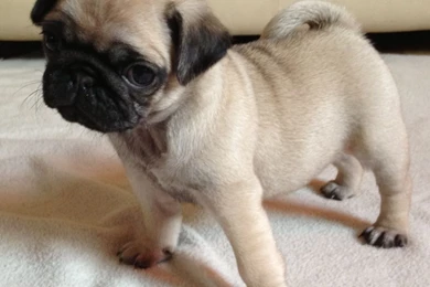 47 Very Cute Pug Puppy Pictures And Photos