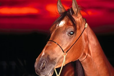 Jesus Power: Horse Wallpapers Hd