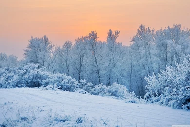 Hd Lotus Flower Wallpapers Nature Wallpapers