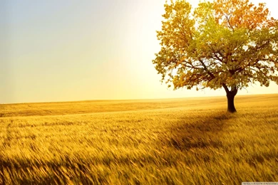 Landscape Nature Trees Fields Wallpapers Full HD [2560x1600]   Free ...